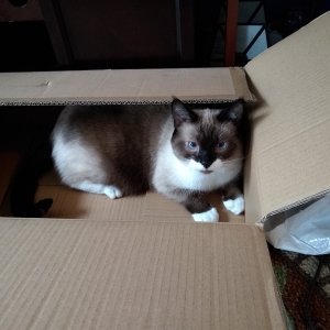 Sherlock in Fantasy Trip box.jpg