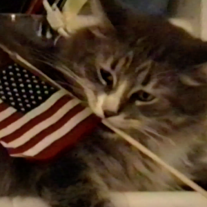 Patriotic Gus.png