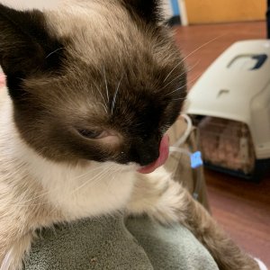 Sherlock at vet hospital 7.jpg