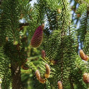 Arabella 2021 - 2500px-3.JPG