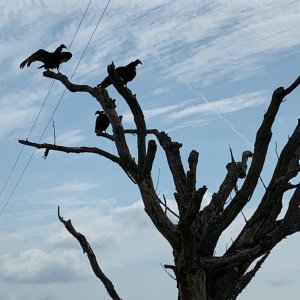 Vultures in a tree.jpeg