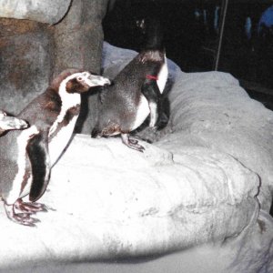 Penguins standing around 01.jpeg