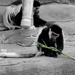 Zoo - 04 resize.jpg