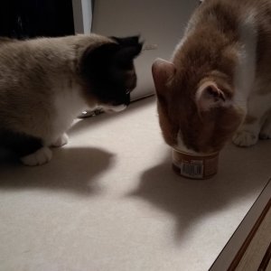 Sherlock and Sinclair at cat food can.jpg