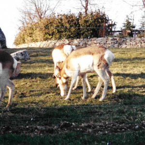 Pronghorn grazing.jpeg