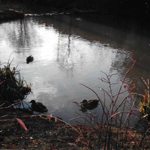 Ducks in a pond.jpeg