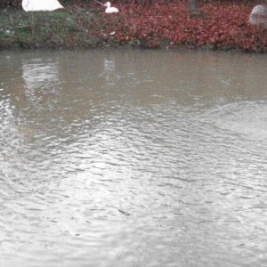Geese in pond.jpeg