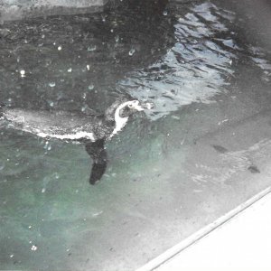 Penguin swimming.jpeg