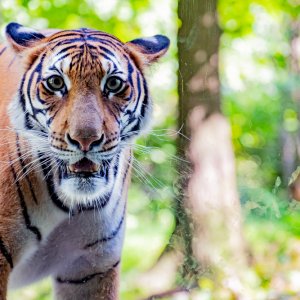 tiger_staring_re-edit-160928.jpg