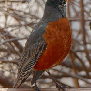 robin2.jpg