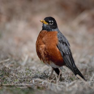 robin2_3-23-2019.jpg