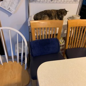 Scully behind a row of chairs.jpeg