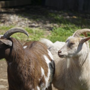 Arabella 2021 - 2500px-57.JPG