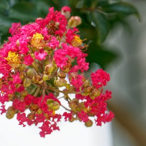 Crepe Myrtle in Bloom.jpeg