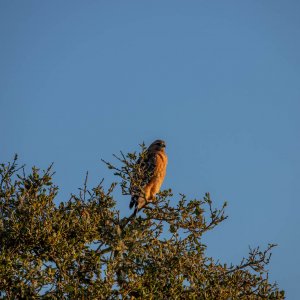 IMG_5954.jpg