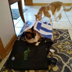 Sherlock in grocery bag.jpg