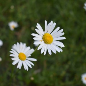 flower_kootenai_river.jpeg