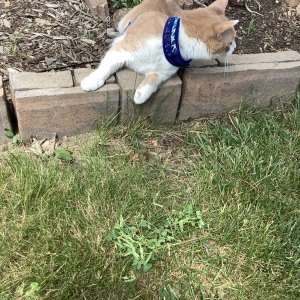 IMG_0006.jpeg