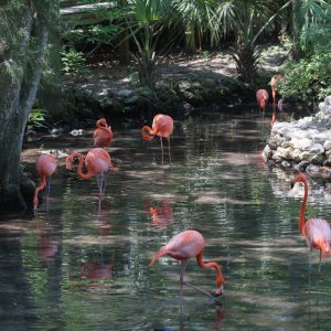 Homosassa-12.jpg