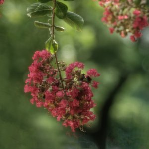 Low-Hanging Crepe Myrtle.jpeg