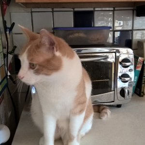 Sinclair in front of toaster oven.jpg