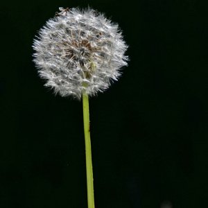 Hebrew Gardens Flower - 07a - resize.jpg