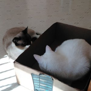 Luna in big box with Sherlock outside.jpg