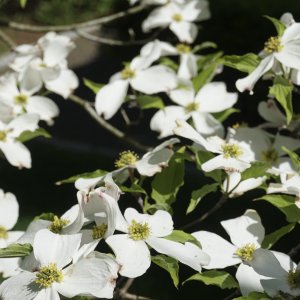 Arabella 2021 - 2500px-71.JPG