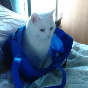 Luna in blue bag.jpg