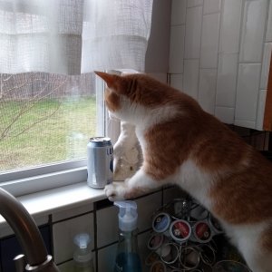 Sinclair stalking stray cat from kitchen window.jpg