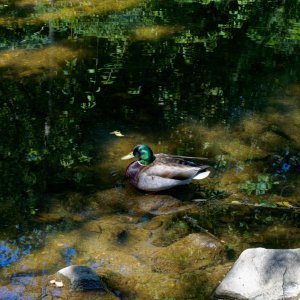 Chillin' in the Creek.jpeg