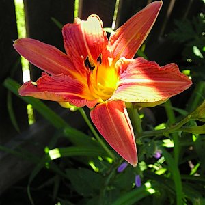 06_406DayLilly.jpg