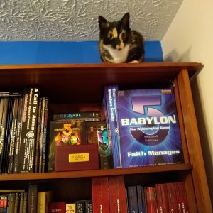 Watson on top of tall bookshelf.jpg