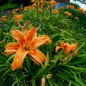 Lilies in the Round.jpeg