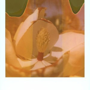 magnolia.jpg