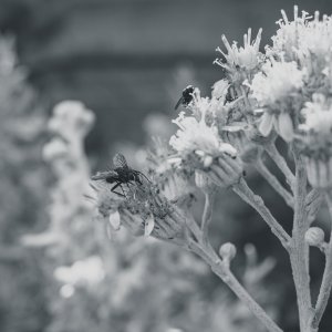 DSCF9995.jpg