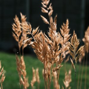 DSCF9996.jpg