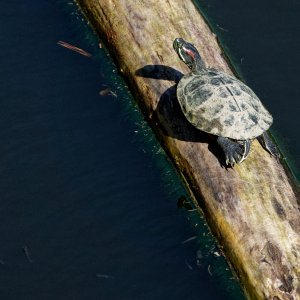 Turtle and Bonus.jpeg