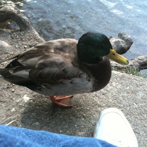 Duck1.jpeg