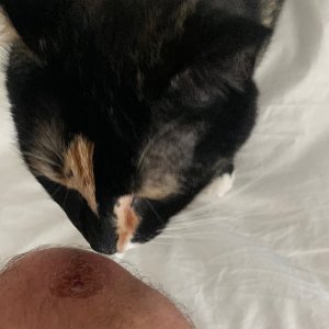 Watson looking at knee scab.jpg