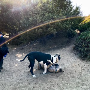 Dogs playing with lens flare.jpg