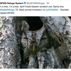 screech owl prankster claims it's a tree.jpg