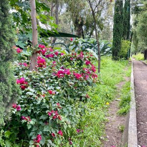 IMG_1080.jpeg