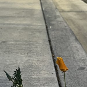 F85660E5-E306-4E91-8A92-4DF0C2236263.jpeg