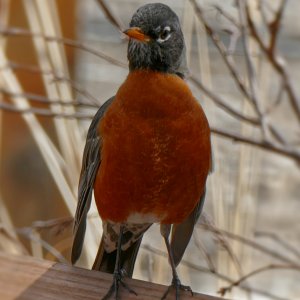 robin.jpg