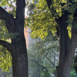 iPhone 13 Pro - Light Example.jpeg