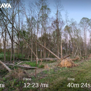 trees.png