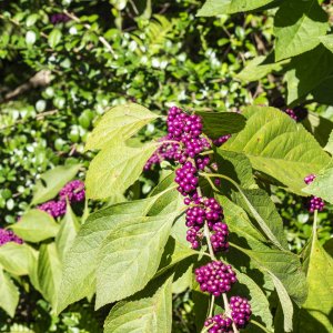 Bok Tower Oct 2021-2500px-17.JPG