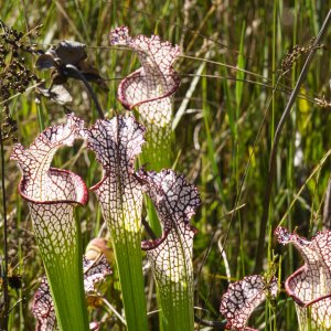 Bok Tower Oct 2021-2500px-14.JPG