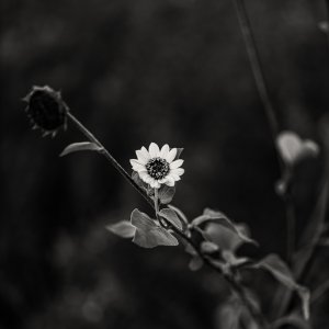 R 1274 slvr effx 2.jpg